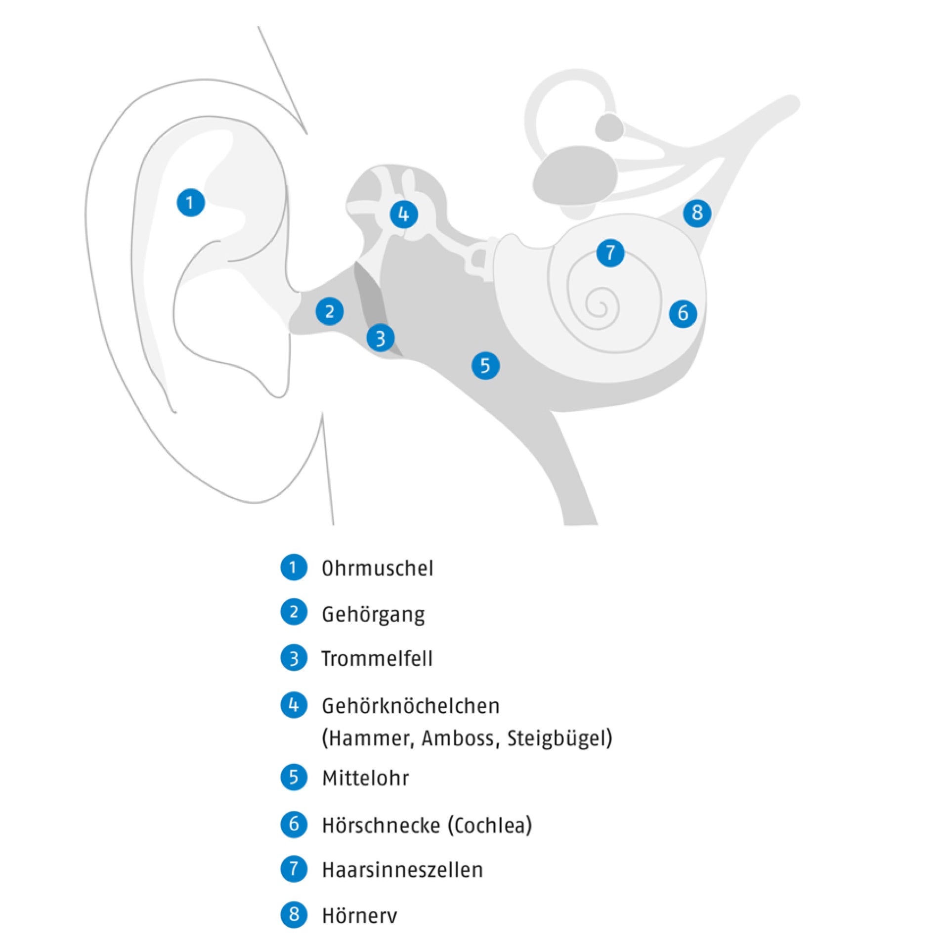 Darstellung des Aufbaus des Ohrs inklusive des Mittel- und Innenohrs